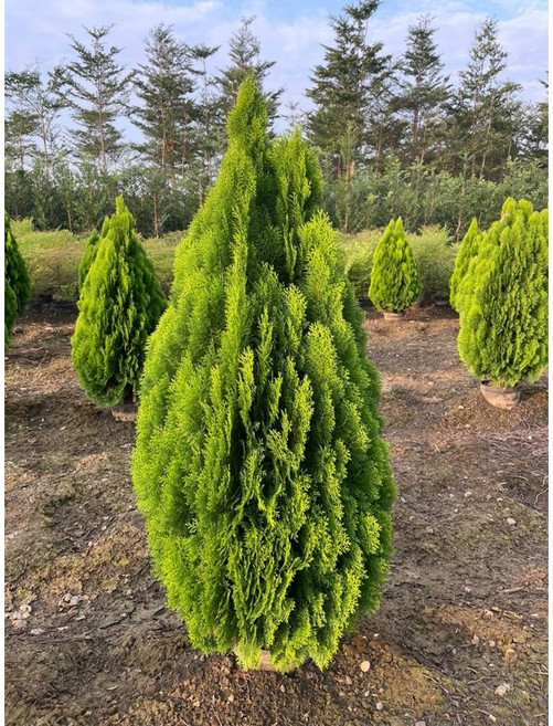 霏霏園藝黃金扁柏 110-120公分 聖誕禮物推薦 園藝盆栽批發價, 1個