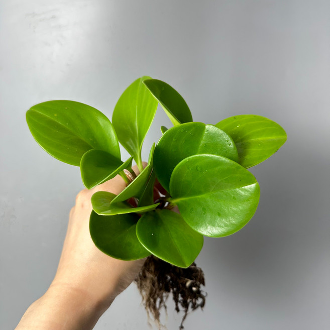 키우기 쉬운 수경재배식물 수경재배 개운죽 부레옥잠 마리모 수경식물 화분 영양제, 1개, 청페페