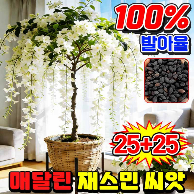 [폭탄 향기~] 재스민 씨앗 행잉 자스민 매달린 재스민 씨앗 재스민 화분 행잉자스민 나무 꽃 재스민 종자 포장 랜덤배송, 50개