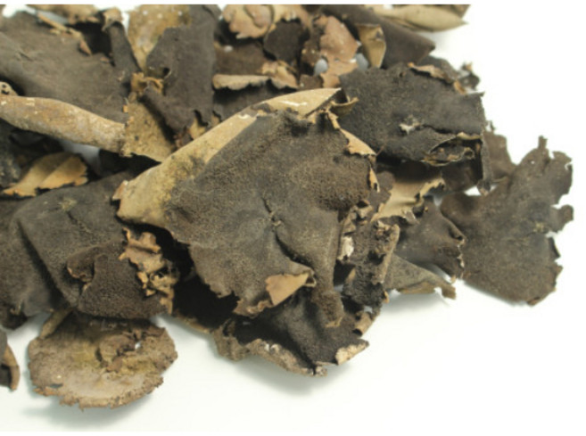 자연산 석이버섯 100g, 1개