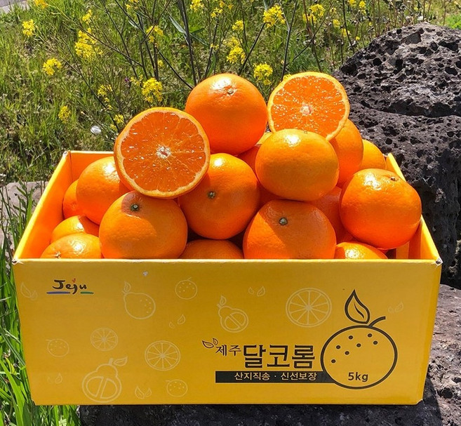 동명 달고부드러운 제주 진지향 신품종, 로얄과, 1박스, 3kg