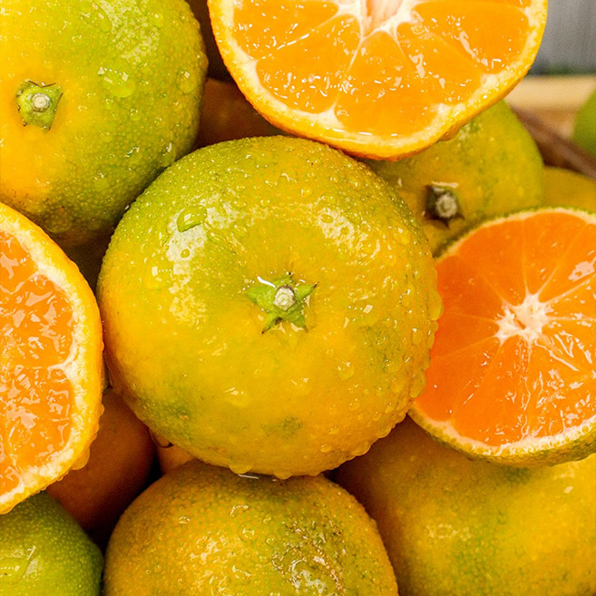 2025 첫 출하 프리미엄 제주 봉황 극조생귤, 1박스, 제주 봉황 극조생귤 10kg 대과 (2L)