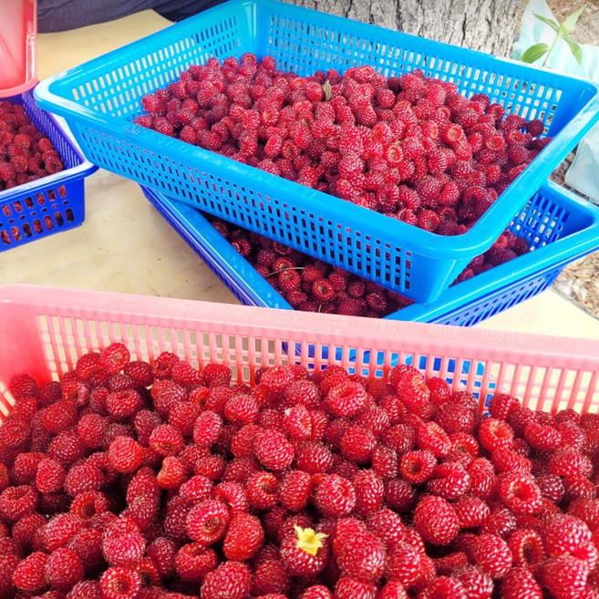 제철과일 새벽수확 산딸기 생과 신선함 보장, 2개, 250g
