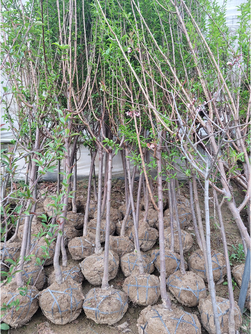 추희 왕자두 결실주5년상 결실주, 1개