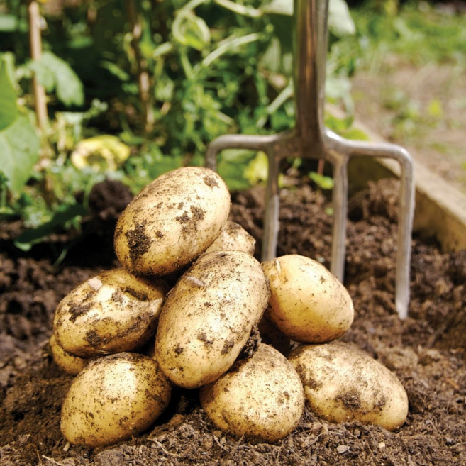 [포슬포슬분감자] 26년 햇감자 국내산 두백감자 강원도고랭지농가직송 POTATO, 1개, 포슬달콤 두백감자(대) 1kg