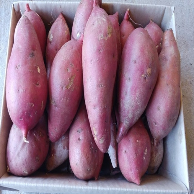 25년 햇고구마 해남 꿀 밤고구마 베니하루카, 1박스, 꿀밤고구마5kg (중품) 60g-120g