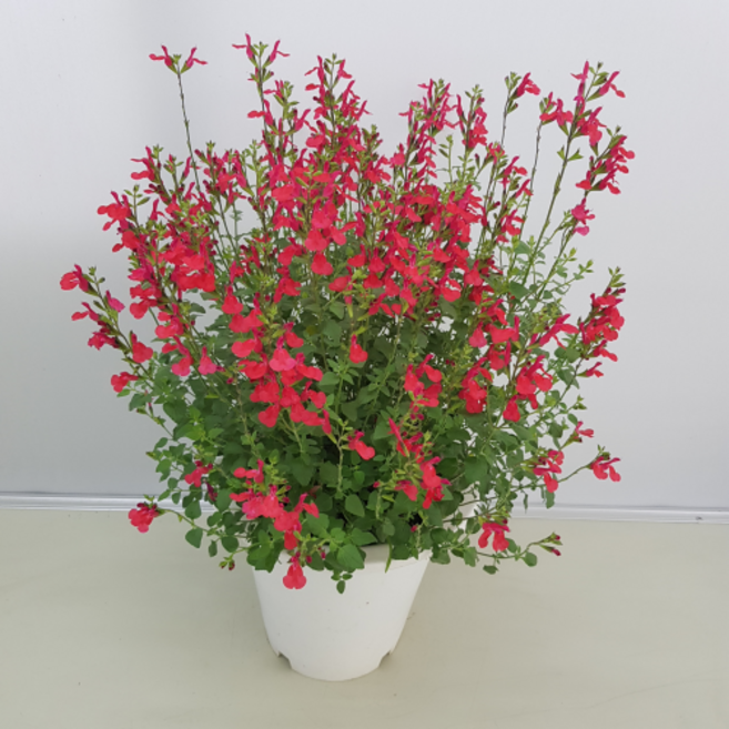 [용이네 화원] (4개배송) (1+1+1+1) 세이지 체리세이지 한립세이지, 4개