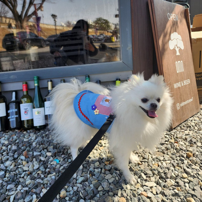 땡냥팡 반려동물 멜빵 스커트 강아지옷 봄 여름 가을, 1개, 블루