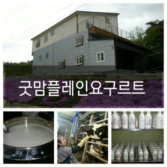 [산지직송] 굿맘플레인요구르트 500ml 굿맘목장에서 갓 짠 신선한 원유로 가공한 무설탕 수제요구르트 플레인 요거트 수제요커트, 1개