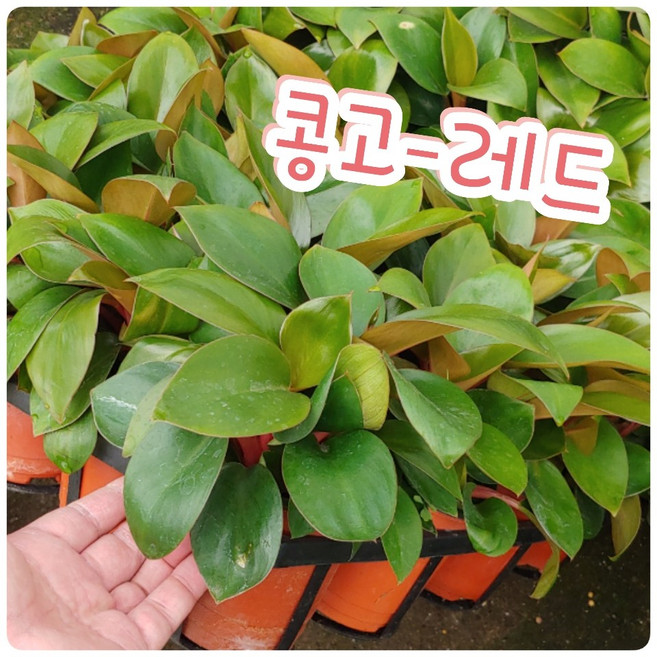 꽃나라엘리스 레드콩고-가정에 꼭 실요한 식물이지요, 1개