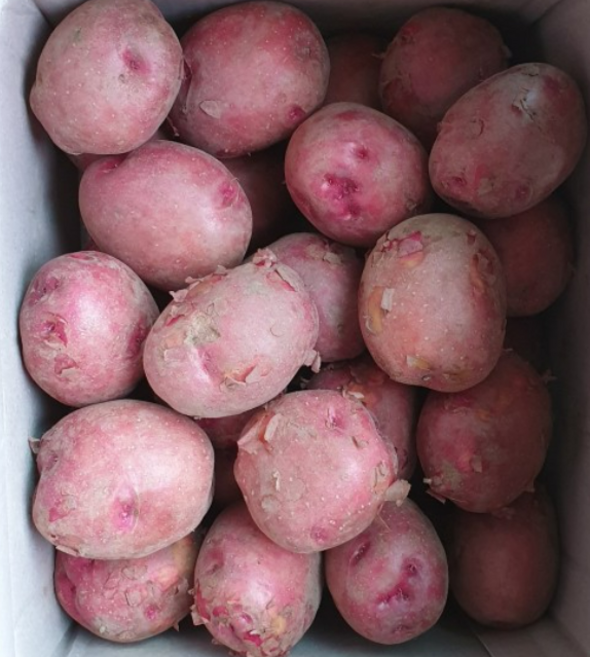 국내산 홍감자 카스테라 홍감자 자색 붉은감자 포슬포슬 속노란 일품 홍감자 / 특사이즈(찜용 요리용), 특(찜/요리), 1개, 5kg