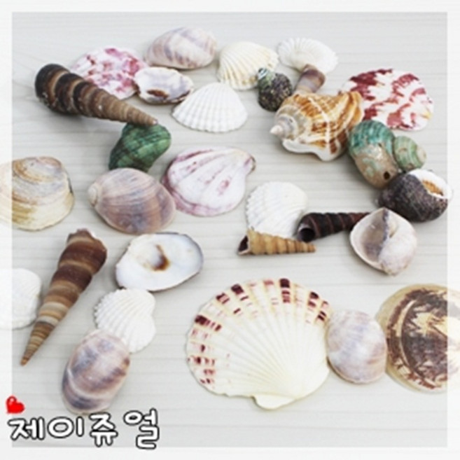 조개껍질혼합100g/자연조형물/바다조개껍질모음/미술재료/액자꾸미기/여름/공예/공작/체험학습 색칠하기 만들기 꾸미기, 조개껍질혼합100g