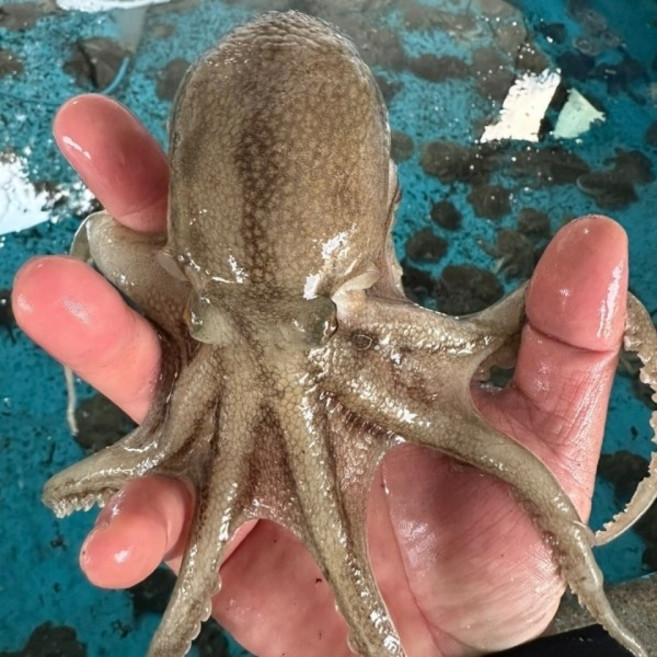 제철 국내산 주꾸미 1kg 쭈꾸미, 1