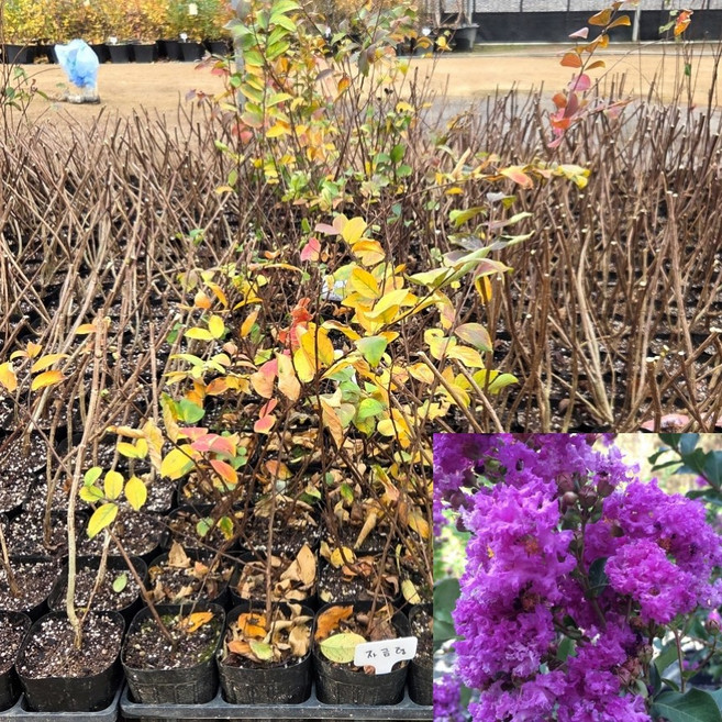 [모든원예조경] 배롱나무 묘목 (자금령) 포트묘 보라색 백일홍 관상수 꽃나무, 1개