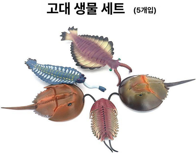 고대생물 해양동물 앵무조개 피규어 암모나이트 모형, 해무늬+기새우+삼엽충+두개말미잘, 1개