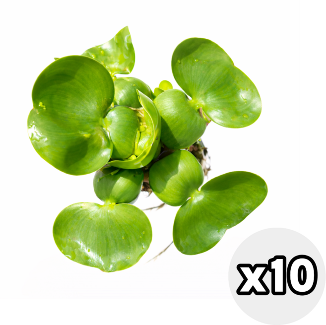 부레옥잠 수생식물 수경재배 수중 수생 어항 연못 대성식물, 10개