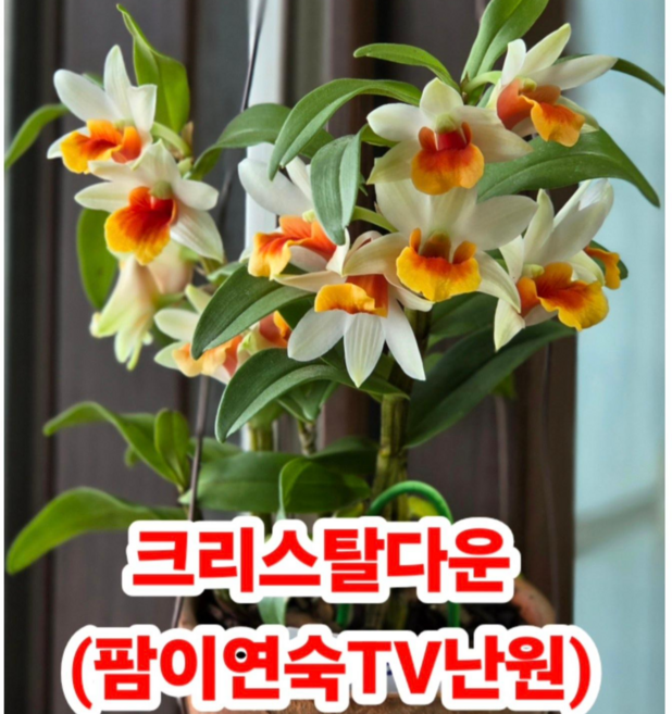 (팜 이연숙TV난원) 덴드로비움 크리스탈다운 미니종 현재 (꽃없슴) 향기은은 좋고 꽃오래가요, 1개