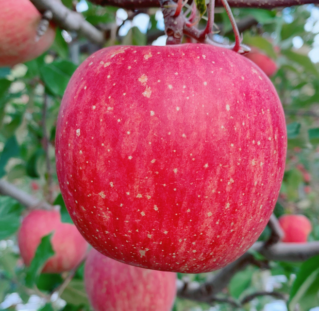 도깨비부자 부사 사과 맑은 정품 가정용 2kg 5kg, 1박스, [정품]부사사과 2kg(6-10과)