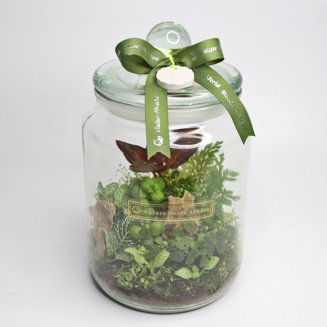 原生態NatureWorld 植物生態瓶DIY材料包, 1個, 透明