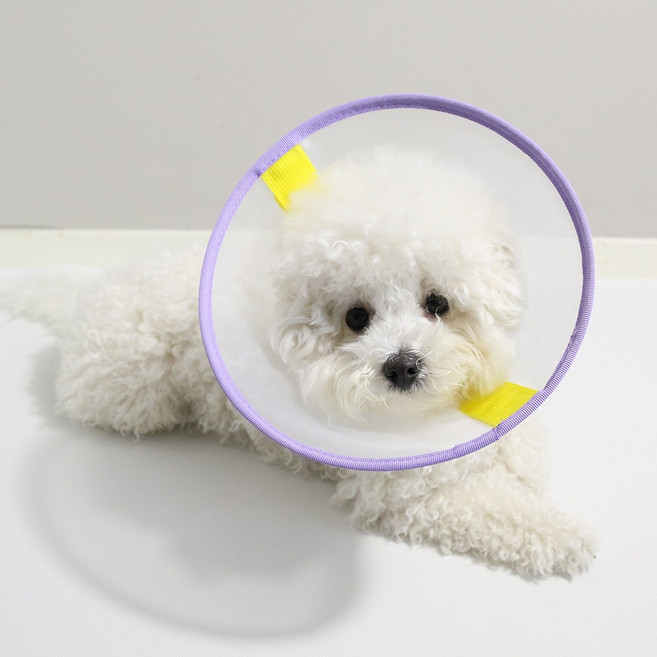 드림계곡 반려동물 초경량 나일론 메쉬 넥카라, 보라색, 1개