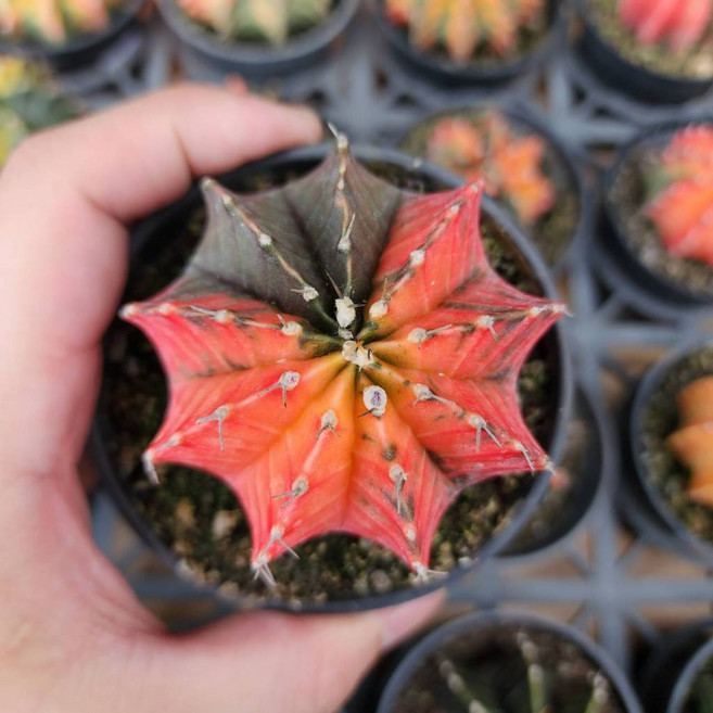 P老闆園藝 緋牡丹錦仙人掌, 1個