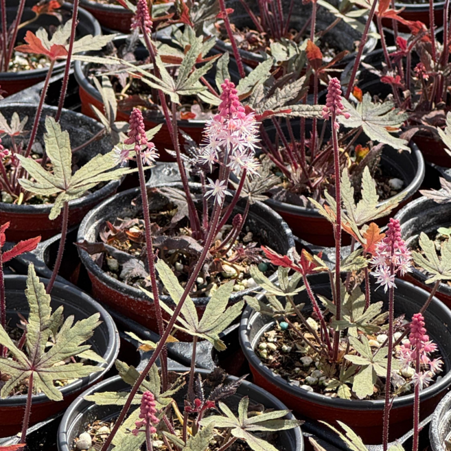 매화헐떡이 핑크 야생화 9cm 정원식물 음지식물 반그늘식물 티아렐라, 1개