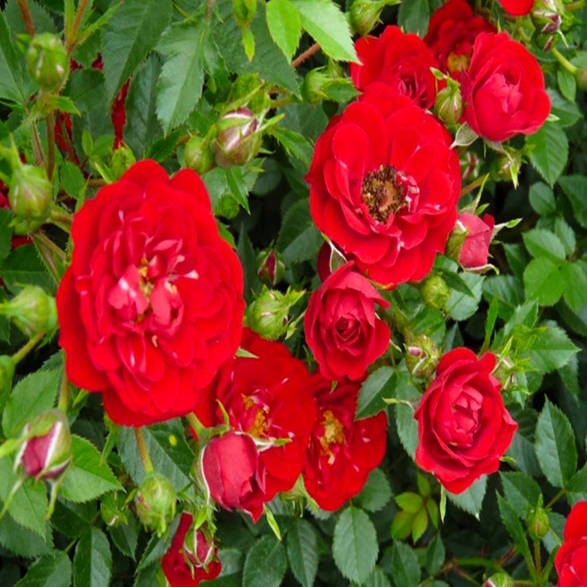 세종식물원 미니장미 로테페어리 19cm 빨강 장미묘목