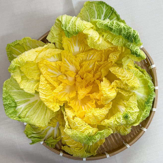 엄지농장 해남 봄동 베타 봄동배추, 1kg, 1박스