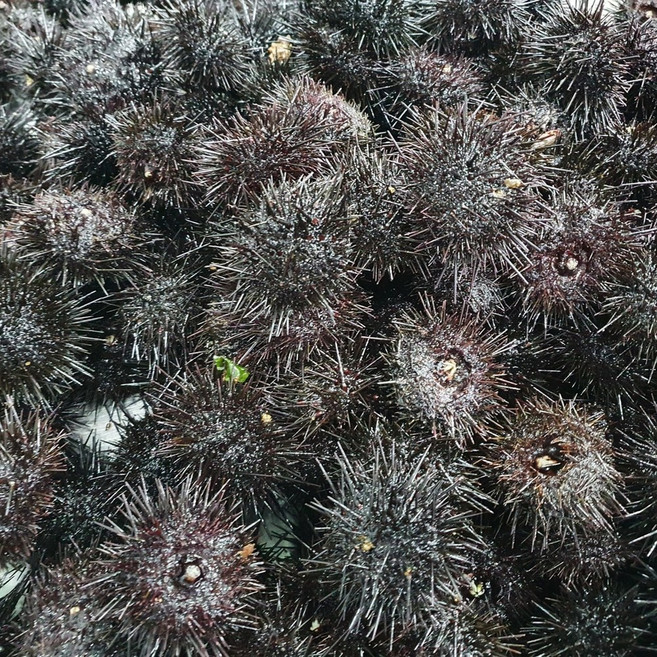 [제니네 제철과일] SG 산지발송 보라 성게알, 1개, 해수 100g