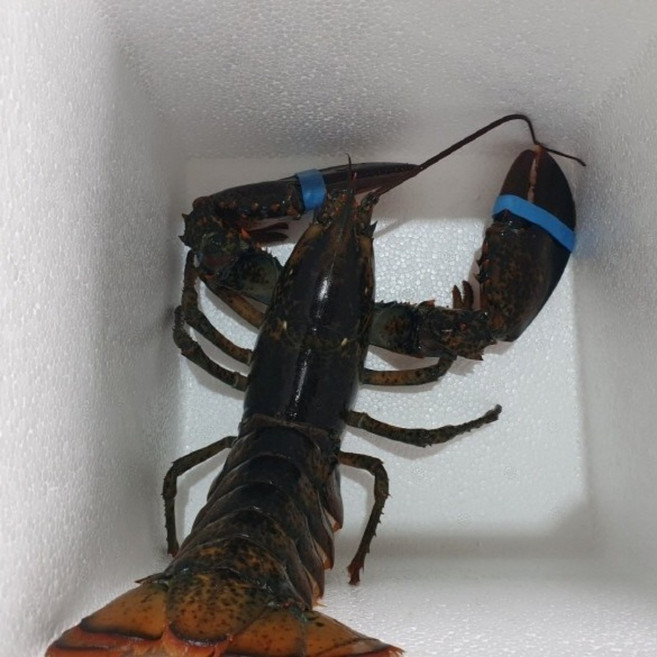 항공직송 캐나다산 랍스타 특품, 1박스, 1마리 (500g내외)