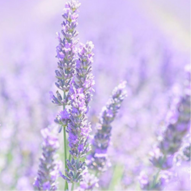 태양열 회전 전투기 차량용방향제 주차번호판 명품방향제 실내 호환, 레몬라벤더, 1개