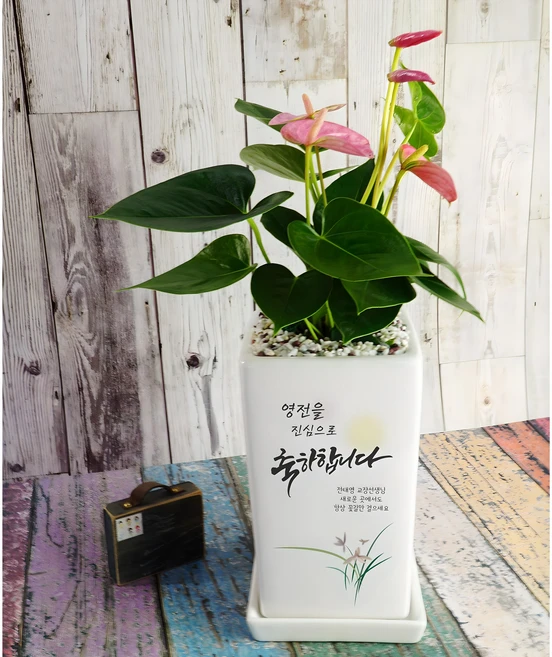 [축하 Ver2], 안시리움 - 쿠팡