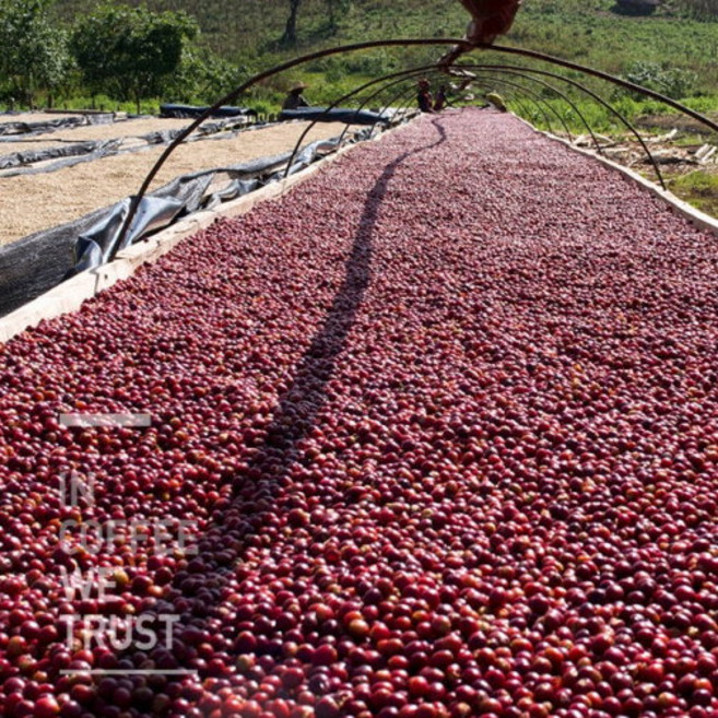 [위트러스트] 코스타리카 돈 미구엘 게이샤 500g Costa Rica Geisha, 커피메이커, 1개