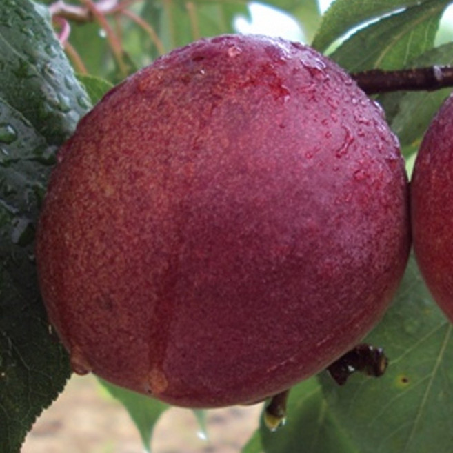 [충북농원] 티파니 플럼코트 (자두+살구) 나무 묘목 - 분묘, R2/분, 1개