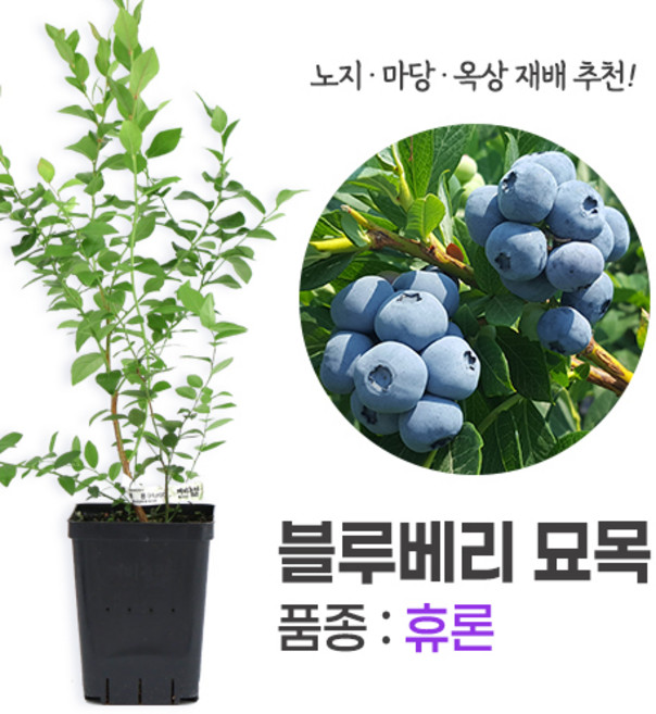 깨비농장 블루베리 나무 묘목 재배 키우기 (품종: 휴론), 휴론, 1개