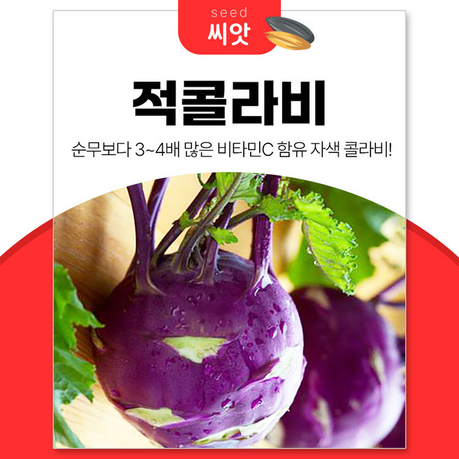 세경팜 비타민C 듬뿍 자색 적콜라비 씨앗 100립, 2개