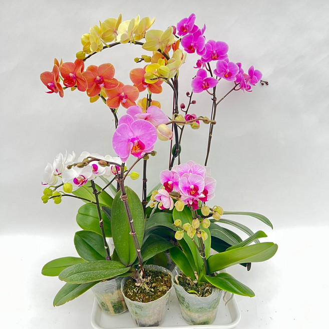 호접란 외대 x 3개발송 꽃색상랜덤 무배행사 난키우기 서양란 난초 다이노플라워, 1세트