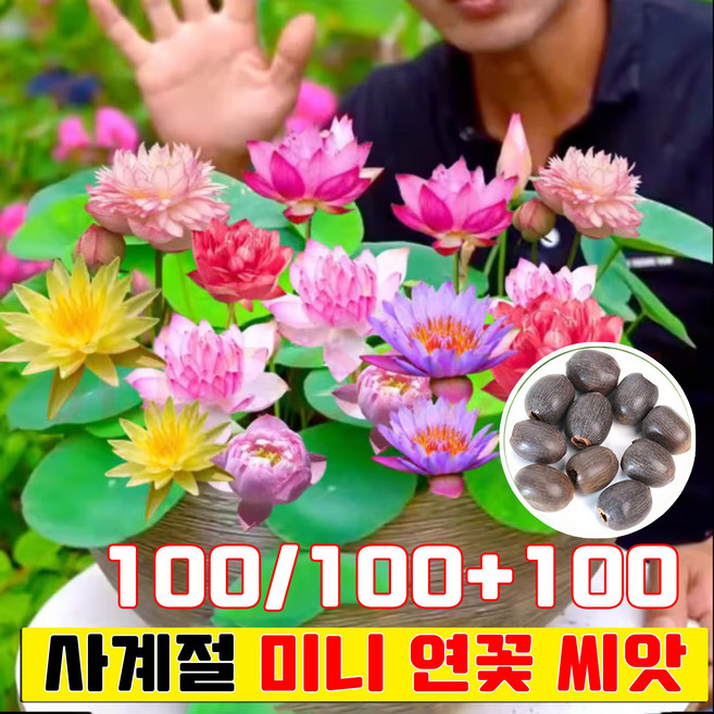 [사계절 연꽃] 100/100+100 미니 연꽃 씨앗 행운 수반 연꽃 씨앗 연꽃씨 연못 수중재배 사계절 꽃핀다 수경식물 실내식물 사은품 랜덤 증정, 100개