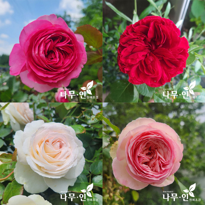 [나무인] 에덴로즈 사계줄장미 4색상 1세트 무배, 1개