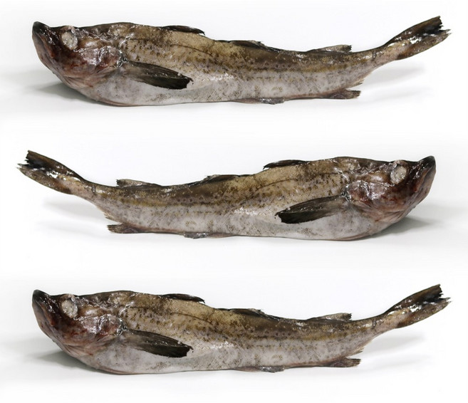 동태 6통 21.5kg전후 (24마리), 1개, 2.7kg전후(3마리)