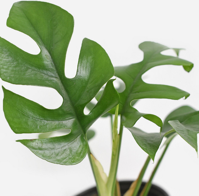 마이플랜트 히메 몬스테라 소형 관엽식물, 2개