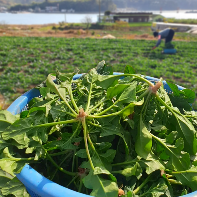 시금치 남해 노지 시금치 보물초 남해초 섬초, 1개, 4kg