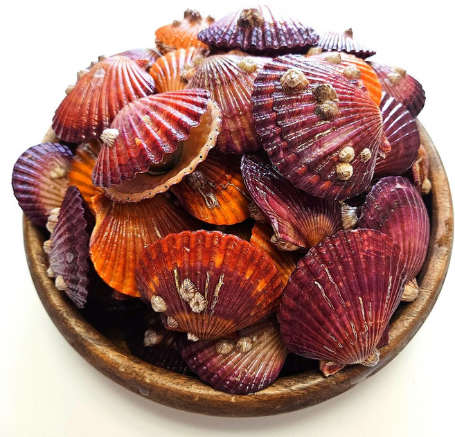 통영둥이네수산 세척 선별 통영 제철 비단 홍 가리비 (초장증정), 1개, 2kg