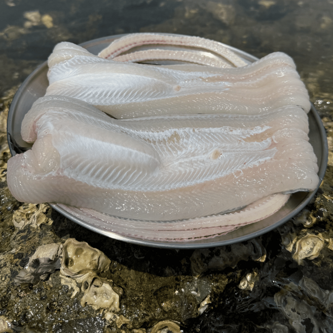 통영 자연산 손질 바다장어 대 1kg 장어 아나고 붕장어 보양식 캠핑 구이, 대 1kg 손질 후 700g내외 2~3미, 1개, 700g