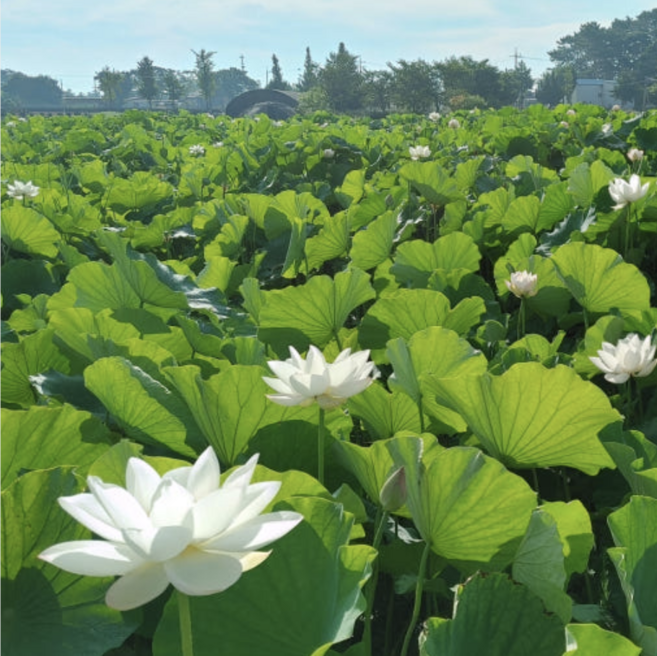 연팜 연잎 [원산지:국산], 1개, 2kg