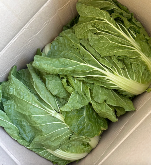 국내산 농장직송 고랭지배추 통배추 생배추 김장배추 포기배추 월동배추 겨울김장용 배추 망배추, 1개, 20kg