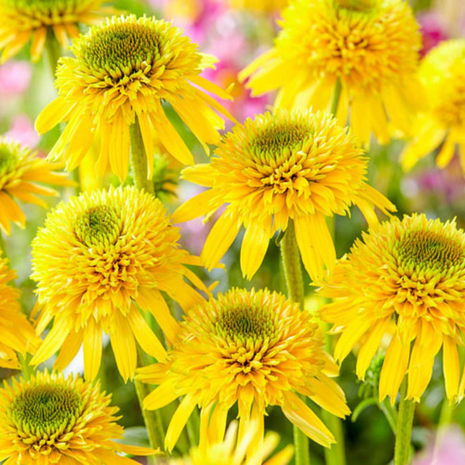 [가든조아] 에키나시아 에센트릭 옐로우 뿌리 구근 15cm포트, 1개