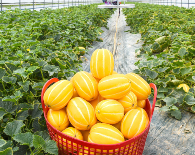 성주참외 실속형 가정용 꿀참외 하우스재배, 1개, 3kg 사이즈(소) 18과 내외
