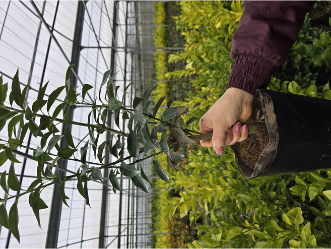 [제주한라농원]3년생 금귤 낑깡 부가 들어오는 금귤나무(열매무), 1개, 금귤나무