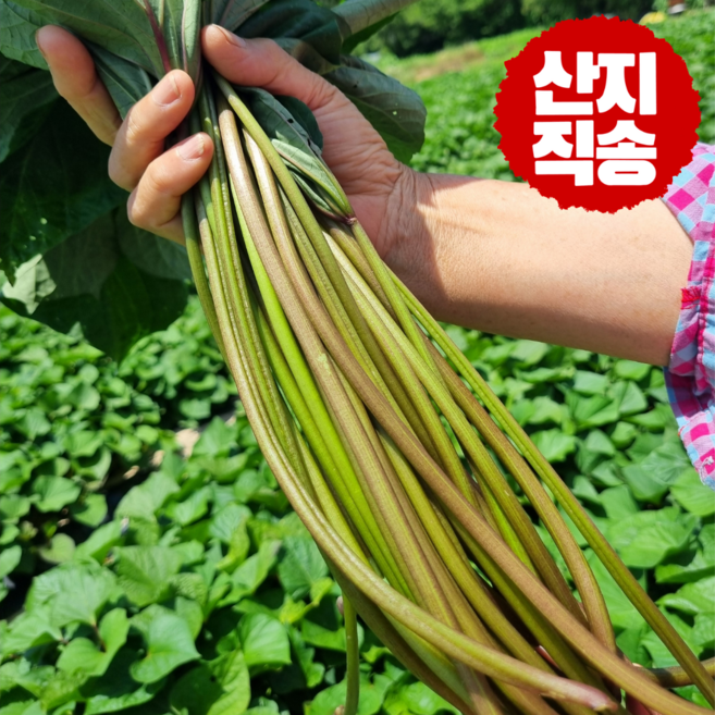 9위 - [오늘수확 오늘발송] 고구마줄기 국산 햇 고구마줄기 고구마순 고구마대, 1박스, 4kg